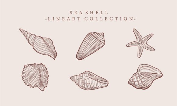 Download Vintage Illustration Starfish Shell - Star Collection